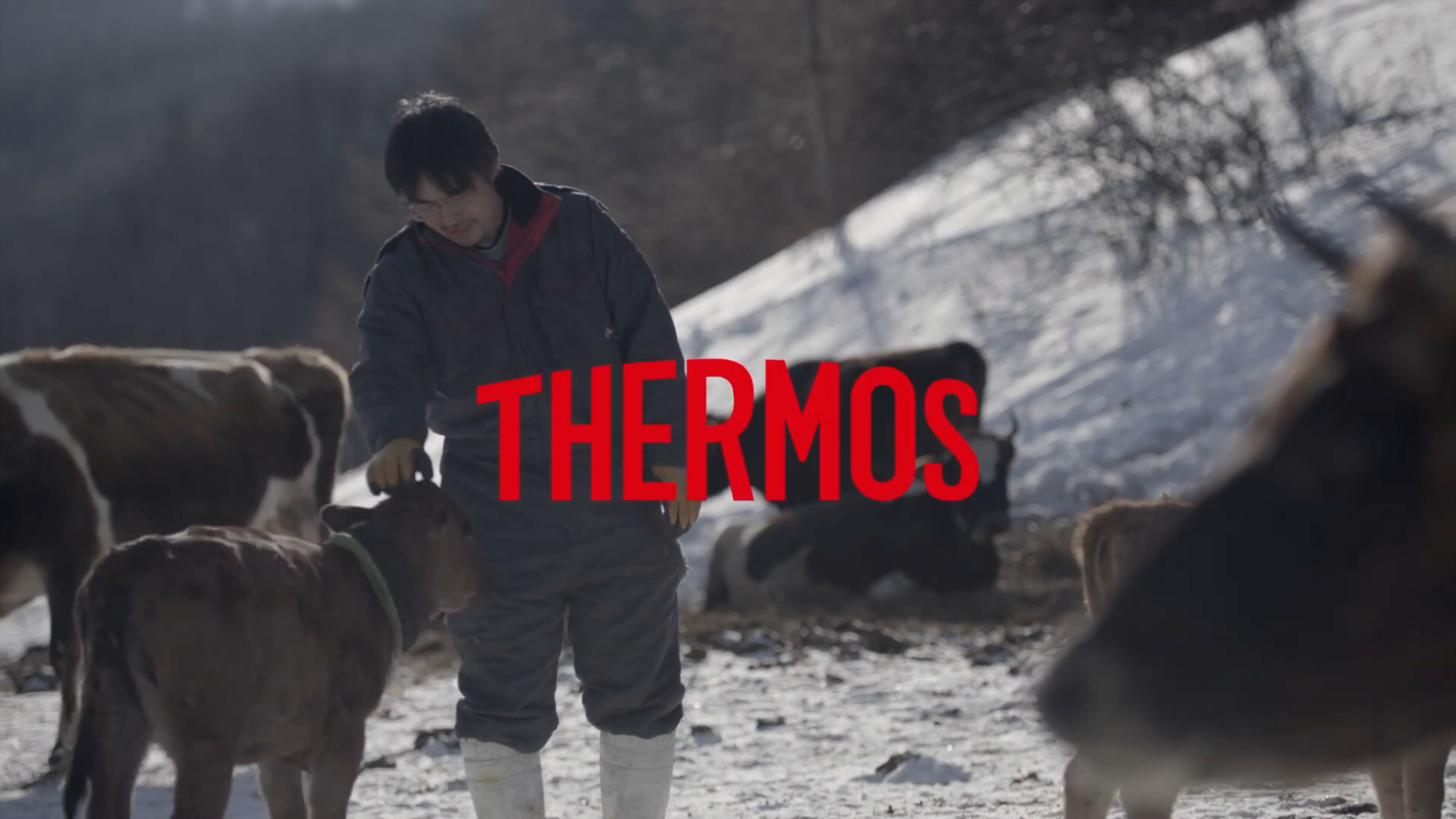 【TVCM】365日、牛を自由に放牧する、まさに“牛まかせ”スタイル。 サーモスはこの酪農を30年近く営む「なかほら牧場」にお邪魔し、 牧場長・牧原 亨さんにお話をうかがいました。